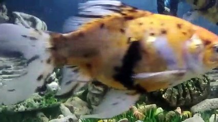 Keindahan ikan emas di akuarium