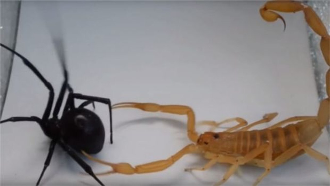 Eine schwarze Witwe und ein Skorpion liefern sich einen Kampf um Leben und Tod