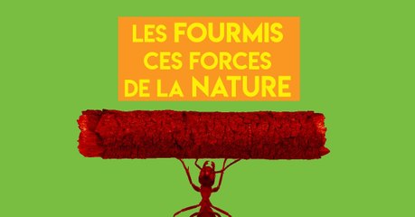 Certaines fourmis créent des ponts... avec leur corps