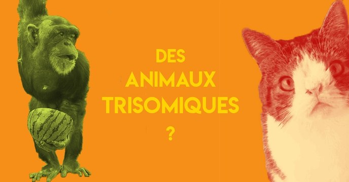 Trisomie : le syndrome de Down existe-t-il chez les animaux ?
