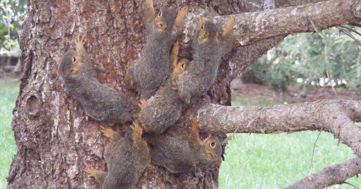 Roi de rats : six bébés écureuils se sont retrouvés les queues sont entrelacées les unes dans les autres