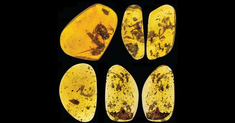 Ces grenouilles fossilisées dans de l'ambre ont 99 millions d'années