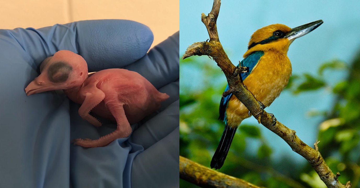 Un martin-chasseur cannelle, espèce éteinte à l'état sauvage, voit le jour à Washington