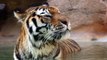 Aujourd'hui, il y aurait plus de tigres en captivité que dans la nature, dénonce une association