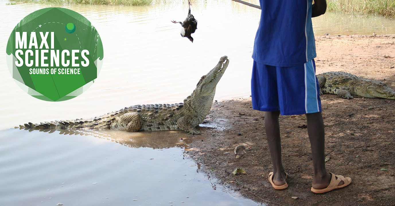 Météore, transidentité et ours cambrioleur, les 8 actus sciences que vous devez connaitre ce 23 juin