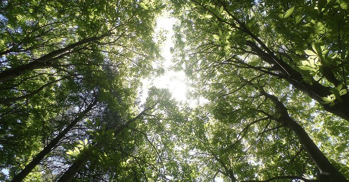 Le Pakistan a planté des centaines de millions d'arbres pour lutter contre la déforestation
