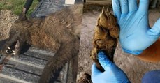 Un étrange animal abattu dans le Montana confond les spécialistes des loups