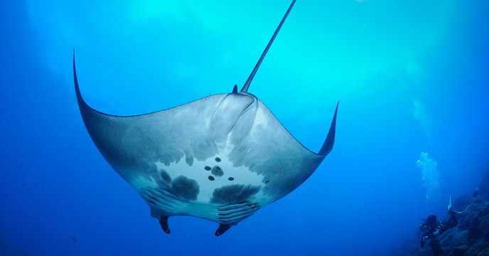 Une nurserie de raies manta découverte dans le Golfe du Mexique