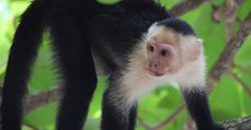 Au Panama, des singes capucins utilisent maintenant des outils en pierre pour se nourrir