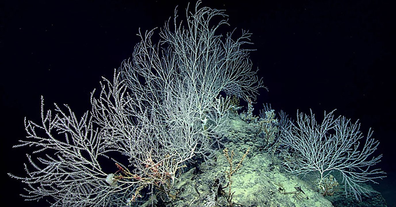Des chercheurs découvrent un "jardin de corail" caché dans les profondeurs de l'océan