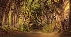 Une étrange vidéo montrant une forêt en train de 