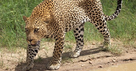 Un comportement rare observé chez des léopards en Afrique du Sud