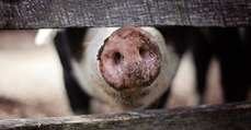 Des chercheurs ont réussi à transplanter des poumons conçus en laboratoire chez des cochons