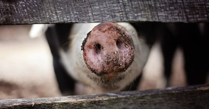 Des chercheurs ont réussi à transplanter des poumons conçus en laboratoire chez des cochons