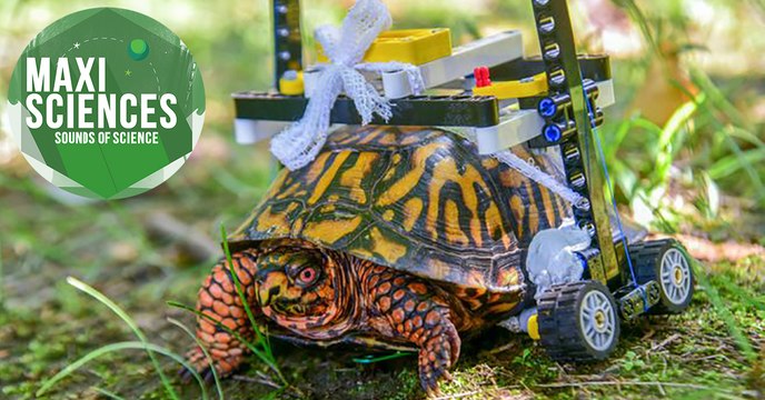 Energie verte, dinosaure et arbre à fleurs, les 8 actus sciences que vous devez connaître ce 1er octobre