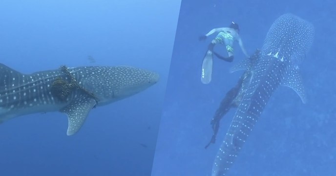 Une famille de plongeurs libère un requin-baleine piégé dans une corde au large de Hawaï