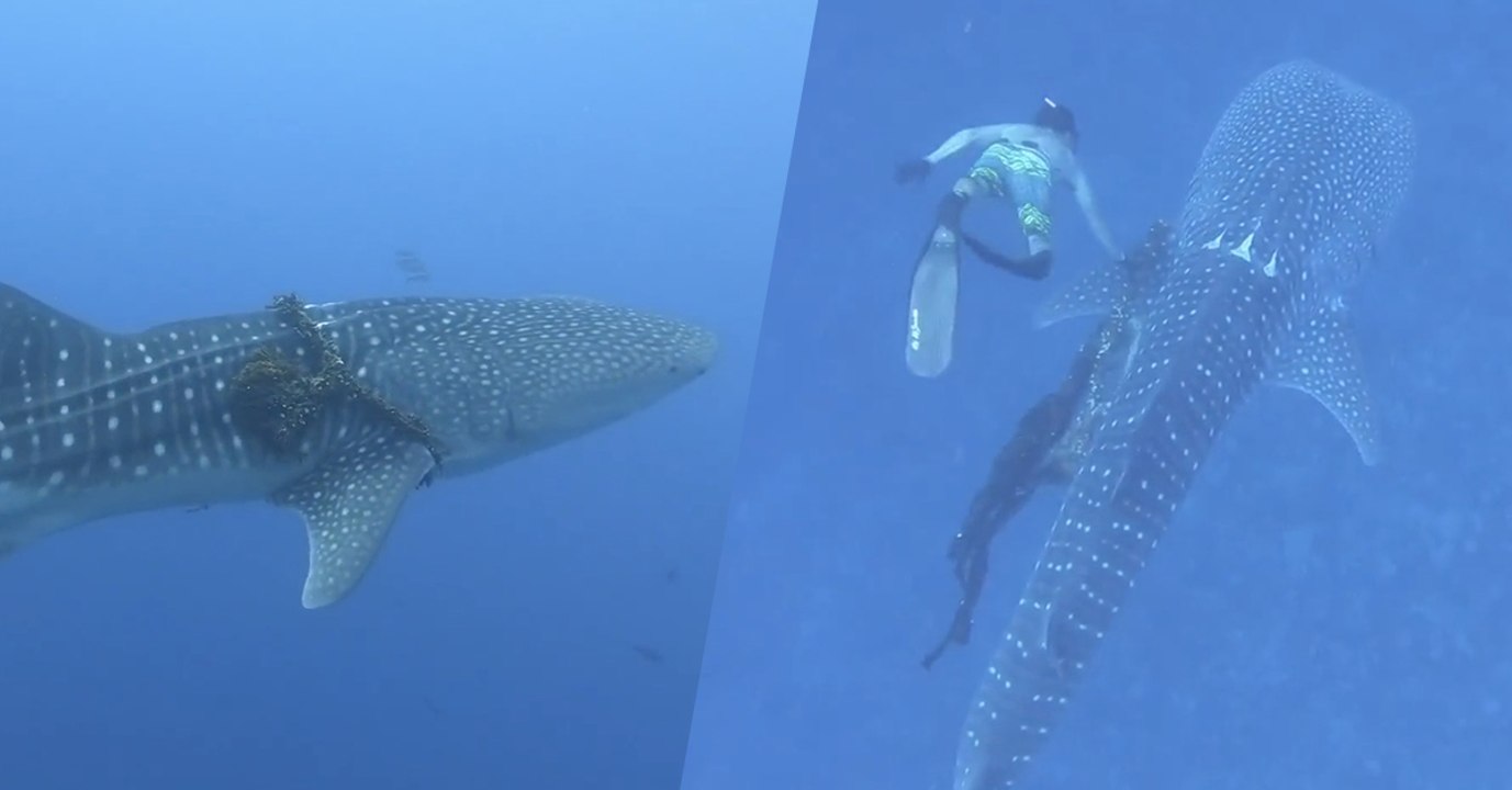 Une famille de plongeurs libère un requin-baleine piégé dans une corde au large de Hawaï