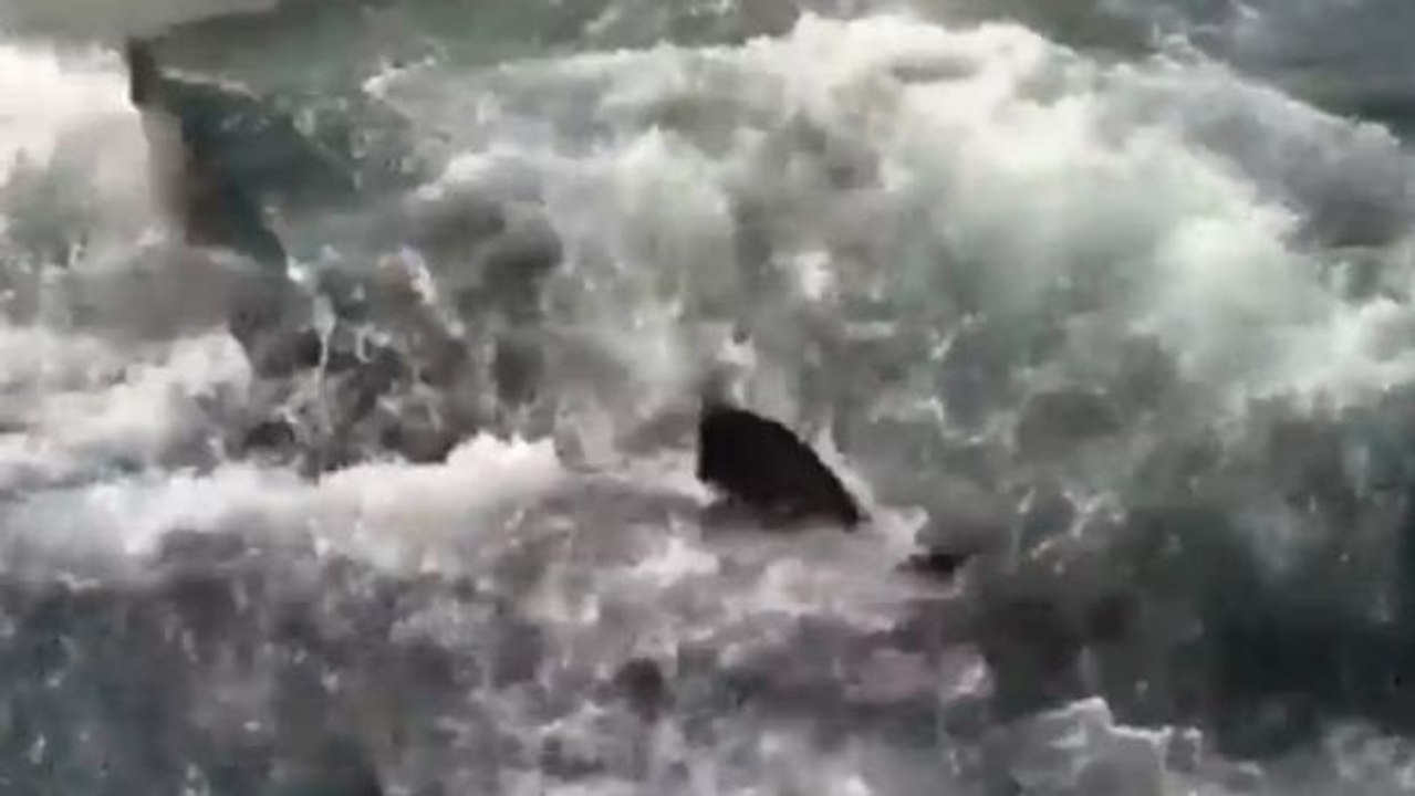 Ein großer weißer Hai greift zwischen zwei Booten mit Touristen an!