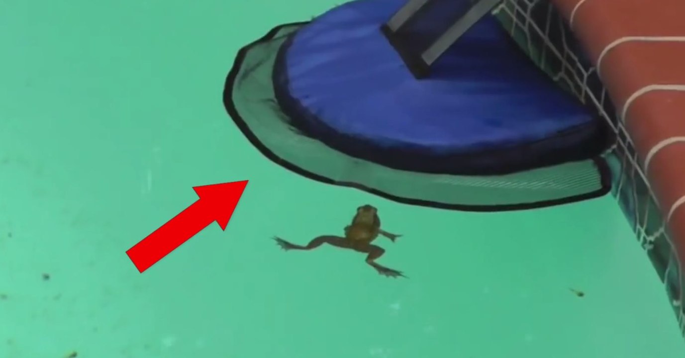 Froglog, une rampe flottante pour sauver les animaux prisonniers de nos piscines