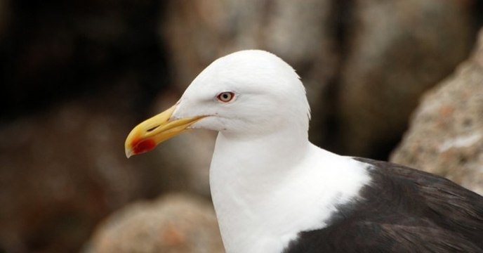 Quand des goélands meurtriers s'attaquent aux baleineaux et aux bébés otaries