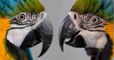 Les perroquets aussi rougissent, selon une nouvelle étude