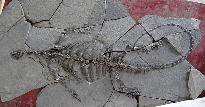 Un fossile de tortue de 228 millions d'années lève le voile sur leur évolution