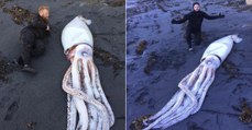 Des Néo-Zélandais découvrent un calmar géant de 4 mètres échoué sur une plage