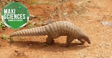 Pangolins, espace et agriculture sur Mars, les 8 actus sciences que vous devez connaitre ce 29 juillet