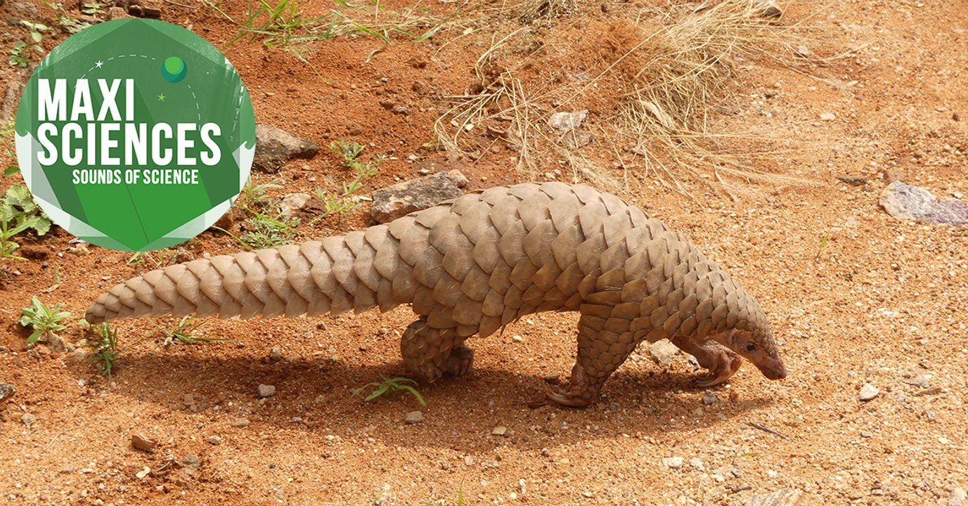 Pangolins, espace et agriculture sur Mars, les 8 actus sciences que vous devez connaitre ce 29 juillet