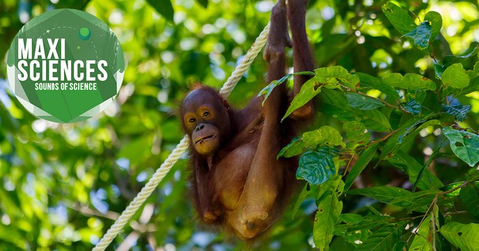 Homo sapiens, cerveau et chant des baleines, les 8 actus sciences que vous devez connaitre ce 2 août