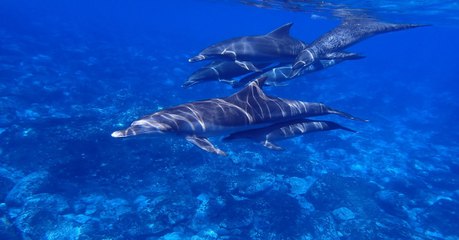 L'Espagne crée une vaste zone de protection marine au large de ses côtes