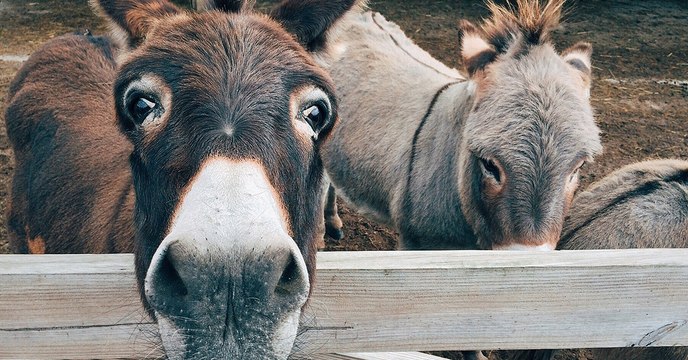 L'âne bientôt menacé d'extinction à cause de la médecine traditionnelle chinoise ?