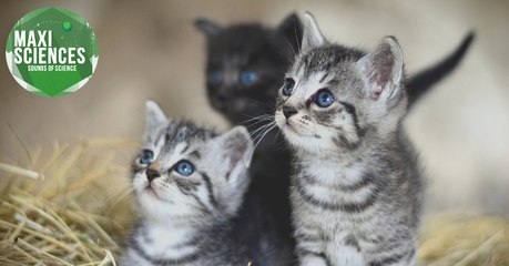 Village égyptien, mégots et chat, les 8 actus sciences que vous devez connaître ce 4 septembre