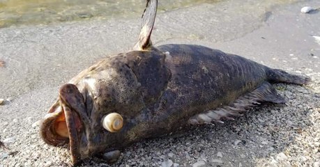 En Floride, une inquiétante marée rouge décime la faune marine