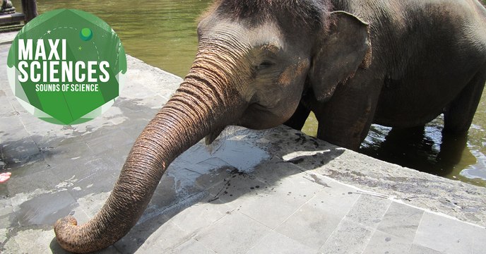 Venin, trompe et baleine à bosse, les 8 actus science que vous devez connaître ce 9 août