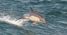 Firth of Clyde : un dauphin solitaire aurait appris à 