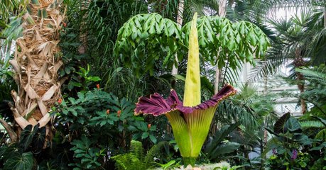 Arum Titan : un "phallus de titan" vient de connaitre une extraordinaire floraison à New York