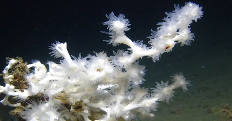 Un immense récif corallien inconnu découvert au large des Etats-Unis