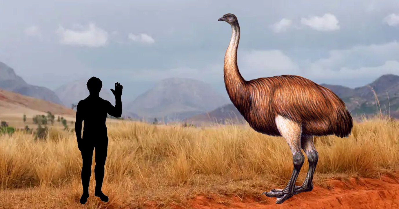 Ces gigantesques oiseaux réécrivent l'histoire de l'arrivée de l'Homme à Madagascar