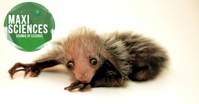 Bisphénol A, aye-aye et pollution au diesel, les 8 actus sciences que vous devez connaître ce 18 septembre