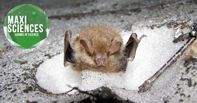 Banquise, fourmis et loup hybride, les 8 actus sciences que vous devez connaître ce 23 août