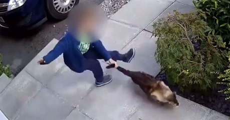 Er quält die Katze - doch die Überwachungskamera hält ihre Rache fest