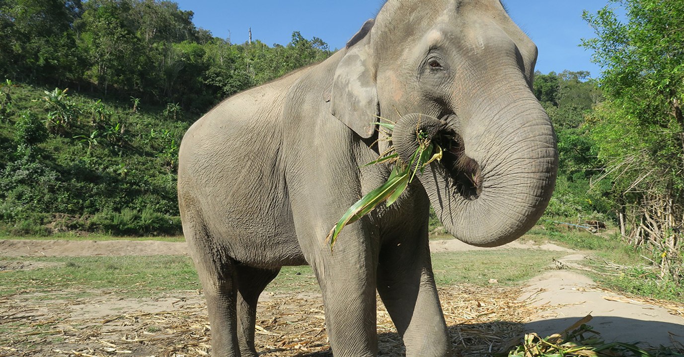 Elephant Haven : le premier sanctuaire pour éléphants d'Europe se dévoile aux visiteurs dans le Limousin