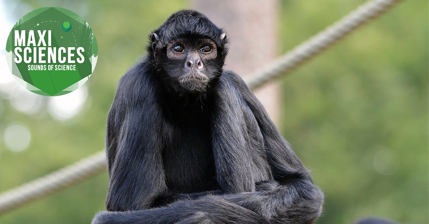 Astéroïde, langue et dauphin, les 8 actus sciences que vous devez connaître ce 16 septembre