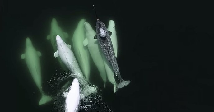 Au Canada, un narval solitaire s'est vu adopter par un groupe de bélugas