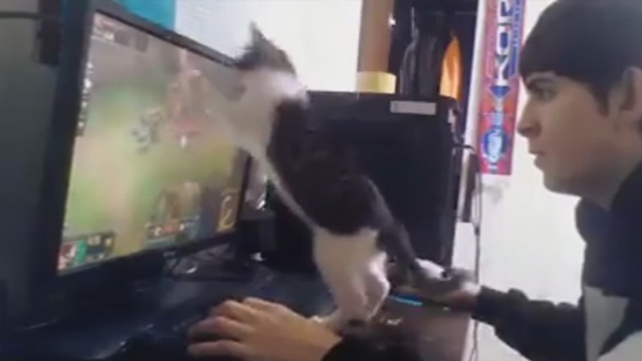 League of Legends : les chats sont les pires ennemis des joueurs