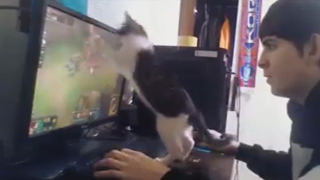 League of Legends : les chats sont les pires ennemis des joueurs