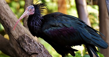 L'ibis chauve, un des oiseaux les plus rares fait son retour en Europe après 400 ans d'absence