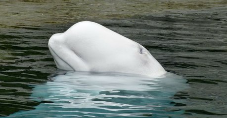Un béluga apparait dans la Tamise au sud de Londres