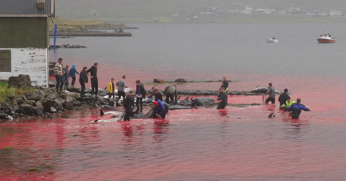Grind : Sea Shepherd offre un million d'euros aux Îles Féroé pour mettre fin au massacre de cétacés